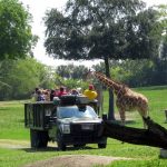 Animal encounters at Busch Gardens Tampa.