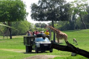 Animal encounters at Busch Gardens Tampa.