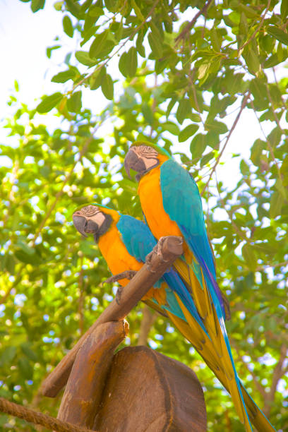 puerto costa maya birds